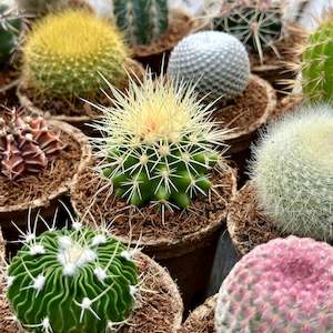 Plant, garden: 'MIXED' Cacti - Gift Box (6 Pack)