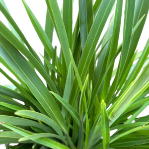 Phormium (Flax) colensoi 'COOKIANUM'