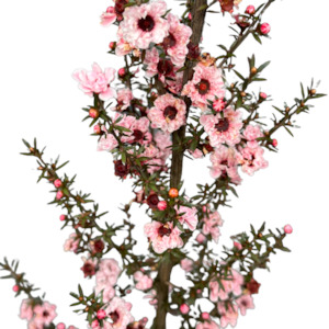 Leptospermum (Manukau Dwarf) 'BLOSSOM'