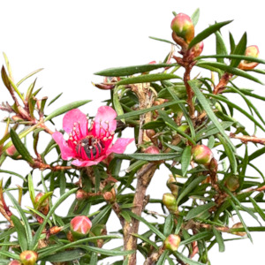 Leptospermum (Manukau Dwarf) 'NANUM HUIA MANUKA'