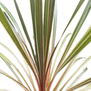 Cordyline australis 'ALBERTII'