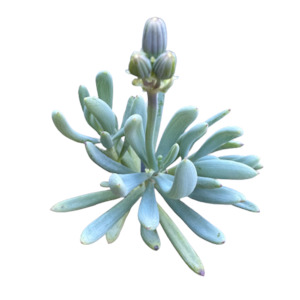 Senecio serpens 'BLUE CHALKSTICKS'