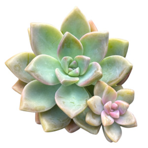 Plant, garden: Graptopetalum paraguayense 'GHOST PLANT'