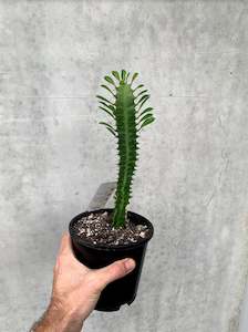 Euphorbia Cactus