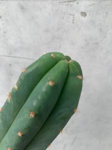 San Pedro Cactus