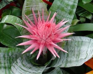 Plant, garden: Bromeliads - Aechmea