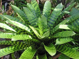 Plant, garden: Bromeliads - Vriesea