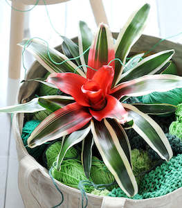 Bromeliads - Neoregelia (Hybrids)