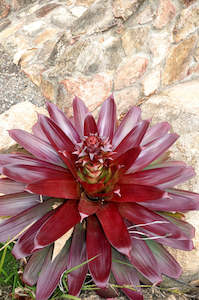 Bromeliads - Alcantarea