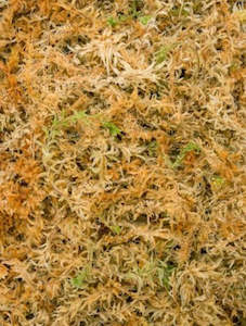 Plant, garden: Sphagnum Moss