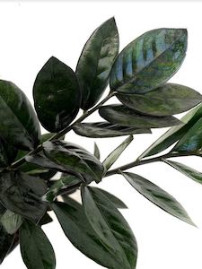 ZZ Black - Zamioculcas