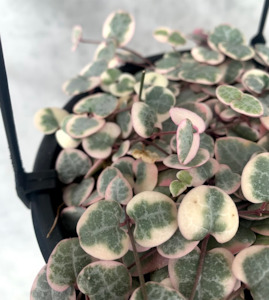 Plant, garden: Ceropegia Woodii 'Variegated Chain of Hearts'