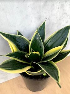 Snake Plant - Lotus