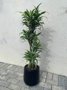 Dracaena - Warneckii Surprise