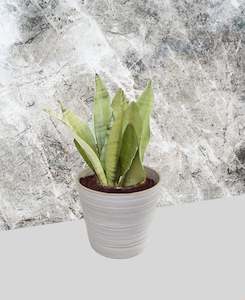 Plant, garden: Snake Plant - Moonshine