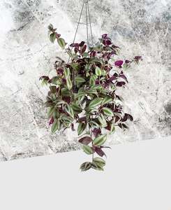 Tradescantia zebrina