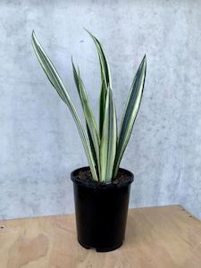 Snake Plant - Bantel's Sensation