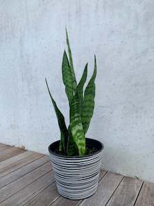 Plant, garden: Snake Plant - Robusta