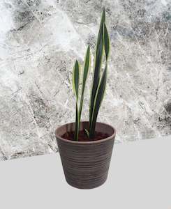 Snake Plant - Black & Gold