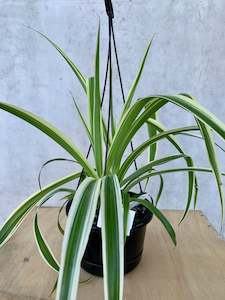 Plant, garden: Spider Plant