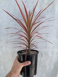 Dracaena - Pink