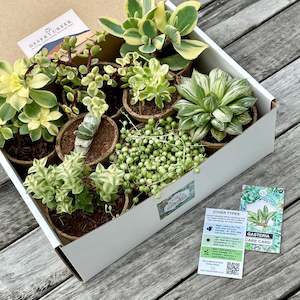 'VARIEGATED' Succulents - Gift Box (8 Pack)