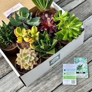 'HARDY' Succulents - Gift Box (8 Pack)