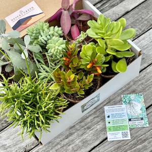 'TRAILING' Succulents - Gift Box (8 Pack)