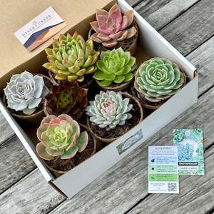 'DESERT ROSES' Succulents - Gift Box (8 Pack)