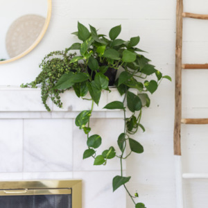 Pothos (Devils Ivy) 'Epipremnum aureum'