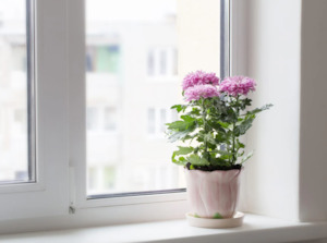 Florist chrysanthemum 'Chrysanthemum morifolium'