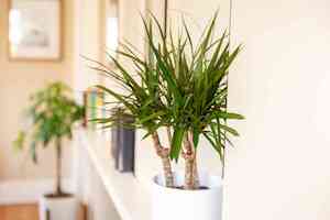 Dracaena 'Dracaena spp.'