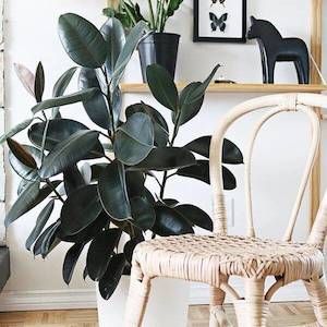 Rubber Plant 'Ficus elastica'