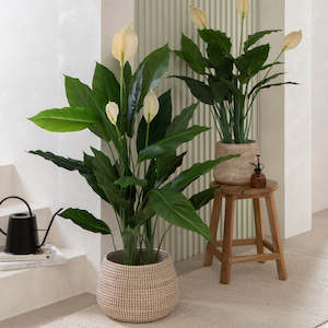 Peace Lily 'Spathiphyllum'