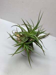 Air Plant (Tillandsia)