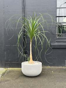 Beaucarnea recurvata Ponytail Palm in 40cm Grey Stone Bowl