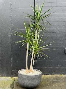 Dracaena marginata Trio in 40cm Charcoal Stone Bowl