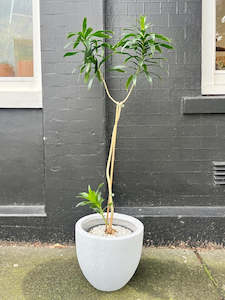 1.2m Stylised Dracaena reflexa in 25cm Nursery Pot