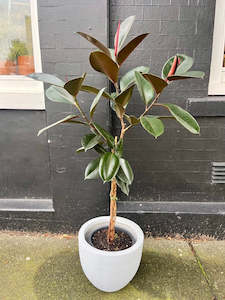 Braided Ficus elastica Black Knight in 25cm Nursery Pot