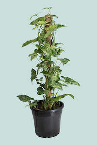 Syngonium podophyllum 'Mojito' on Coir Pole - 8L / 25cm / Large