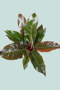 Large Plants: Imperial Red - Philodendron selloum - 10L / 25cm / Large