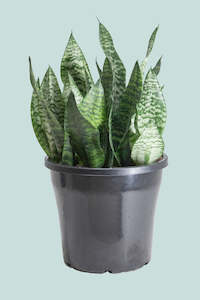 Hahnii - Dracaena trifasciata (Sansevieria) - 10L / 25cm / Large