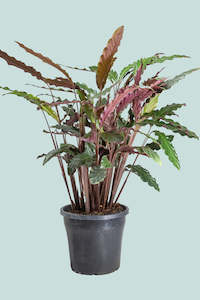 Large Plants: Calathea rufibarba - 10L / 25cm / Large