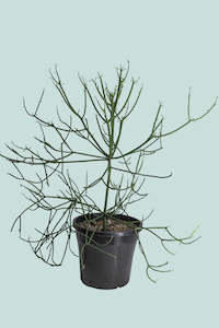 Large Plants: Pencil Cactus - Euphorbia tirucalli - 10L / 25cm / Large