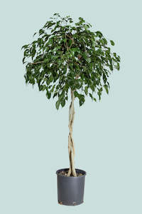 Standard Braided Evergreen Weeping Fig - Ficus benjamina - 25L / 34cm / XL