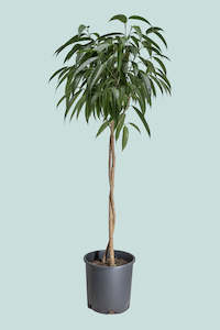 Large Plants: Standard Sabre Leaf Fig (Alii Fig) - Ficus maclellandii 25cm / 10L / Large