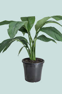 Giant Peace lily - Sensation - Spathiphyllum - 10L / 25cm / Large