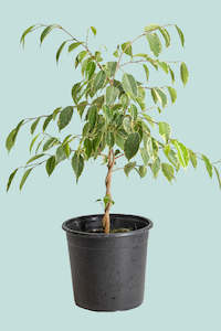 Golden King - Weeping Fig - Ficus benjamina - 2.5L / 17cm / Medium