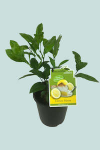 Medium Plants: Citrus Meyer Lemon 3L / 17cm / Medium