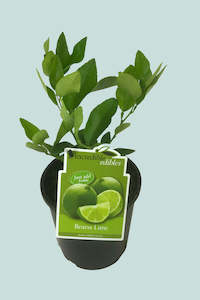 Citrus Bearss Lime 3L / 17cm / Medium